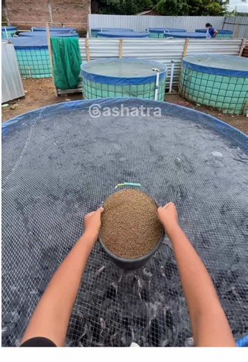 Lil Bro Takes Charge of Feeding Catfish