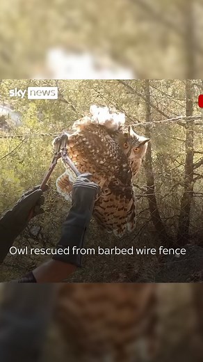 87K views · 198 reactions | An injured owl was spotted by a walker and was cut free by animal rescue workers. The bird is expected to make a full recovery.  Click the link in bio to see more #owl #rescue #animal | Sky News | Facebook