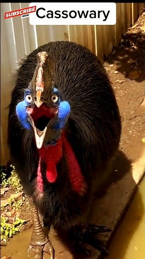 The most terrifying bird sounds