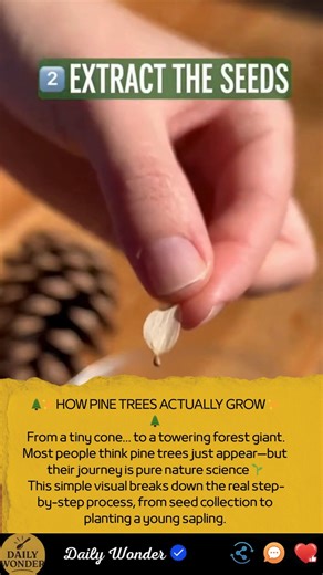 🌲✨ HOW PINE TREES ACTUALLY GROW ✨🌲 From a tiny cone… to a towering forest giant. Most people think pine trees just appear—but their journey is pure nature science 🌱 This simple visual breaks down the real step-by-step process, from seed collection to planting a young sapling. The natural cycle at a glance: 1️⃣ Collect a closed pine cone 2️⃣ Extract the seeds 3️⃣ Test seeds in water (float vs sink) 4️⃣ Cold-stratify in the fridge 5️⃣ Sow in moist soil 6️⃣ Watch seedlings germinate 7️⃣ Transpla