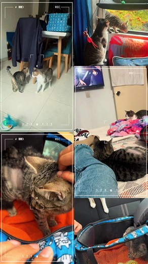 🐾🐾Yo era el hijo favorito proceden a traer a Pixel Señor Python en crisis 😾