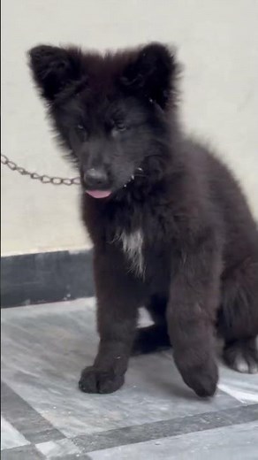 🔥 2 Month Old Black German Shepherd Puppy | Ultimate Beauty, Power & Intelligence 🐾