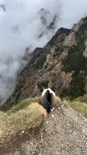 Would you pet this kitty? He’s not yours. He never was. He’s the mountain’s creature—part shadow, part provocation, all nerve. You meet him at the base of the Bucegi like one meets a punchline in a foreign language—uncertain, intrigued, slightly afraid. His whiskers twitch with the disdain of an emperor eyeing a jester. He doesn’t meow. He doesn’t cuddle. He walks ahead, tail upright like a flag of rebellion, and you—poor fool with your trekking poles and granola—follow. Because how can you not?