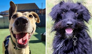 UK's loneliest dogs looking for homes - RSPCA special appeal