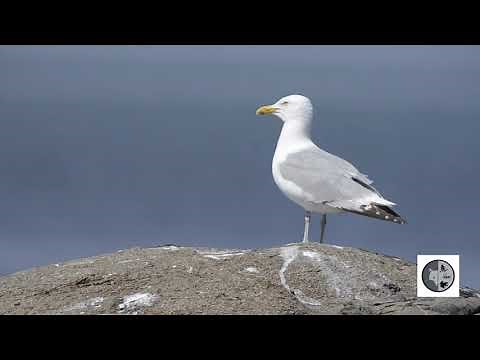 Cri du Goéland argenté/Call of the Herring Gull