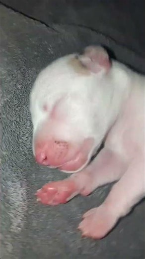 WHO LET THE DOGS OUT?! #funny #meme #puppy