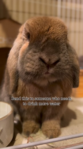 Bok Choy the Bun and Margo on Instagram: "Did u know that bunnies drink as much water as a 10 pound dog 😋😋 #rabbit #bunny #rabbitsofinstagram #bunnylove #rabbits #bunniesofinstagram #bunnies #rabbitlife #cute #rabbitlove #pet #bunnyrabbit #bunnylife #rabbitstagram #petsofinstagram #cutebunny #love #bunnyoftheday #bunnygram #bunnylover #instabunny #hollandlop #rabbitsworldwide #pets #bunnystagram #bunniesworldwide #animals #lapin"