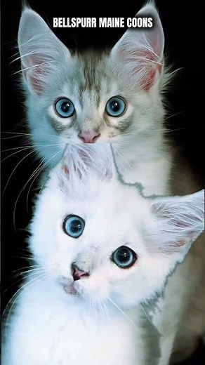 Proud of our beautiful Maine Coon kittens with rare colors and blue eyes, ready for this season. 🎄