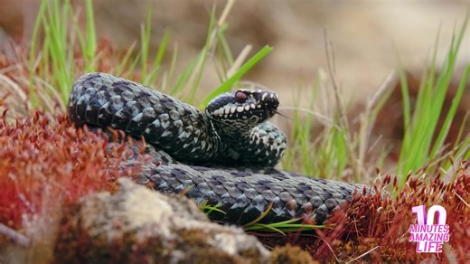 European adder waits patiently while tracking nearby prey movement