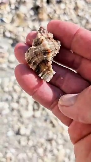 EPIC SHELLING on MARCO ISLAND 🌴 #florida #beach #travel #seashell | Beach Bummin Dad