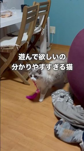 遊んで欲しいの秒で分かる猫 #cat #ragdolls #ラグドール