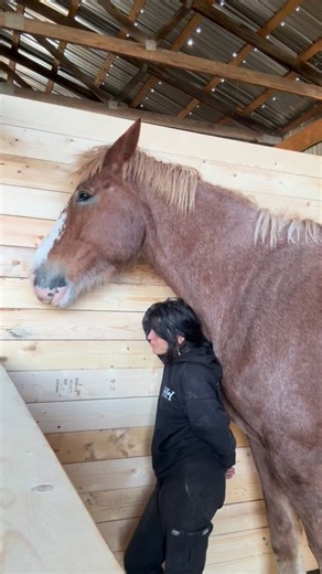 I designed these stalls to be built for draft horses. Mr.Sully is one of the tallest here, standing almost 19HH tall.. and seeing how comfortably he fits and how safe he feels, makes all the hard work more than worth it. We haven’t stopped since August of 2023. From cleaning up after the tornado, being displaced, building, moving and building some more.. there hasn’t been a moment of stagnant. And as much as I’d love to say, ok after this barn.. we will take a breather.. I’m already designing a 