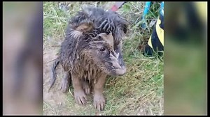 Caught in quicksand. Hunter the puppy's owner says he's had a lucky escape. | BBC East Yorkshire