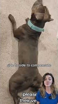 Signs of hip dysplasia 🐶