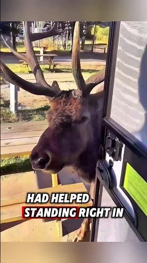 The kind man saved two helpless elk, and then this happened #rescue #elk