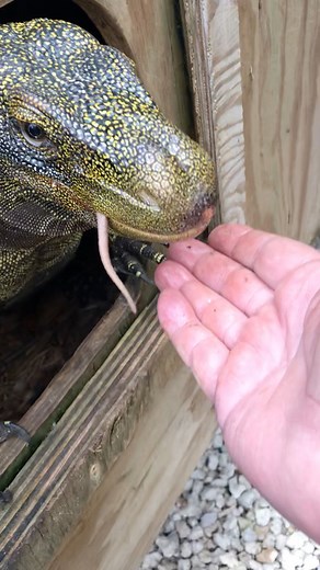 3.1K views · 85 reactions | Hand feeding crocodile monitor (Varanus salvadorii) | Tom Crutchfield | Facebook