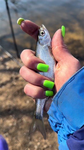 Рыбалка на Семковском канале с фидером 🎣 #рыбалка #фидер #рыбачу #рекомендации #контрольнаярыбалка