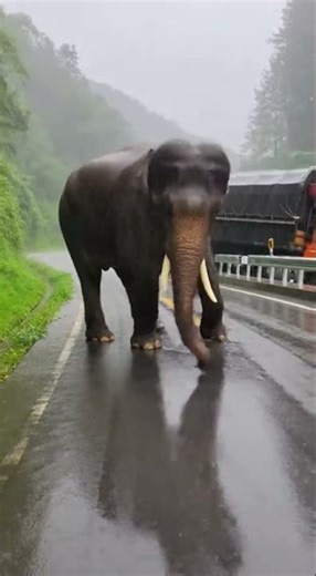 Elephant Regains Footing After Dangerous Fall