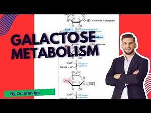 Galactose Metabolism Explained: Pathways, Enzymes, Disorders & Biochemical Significance