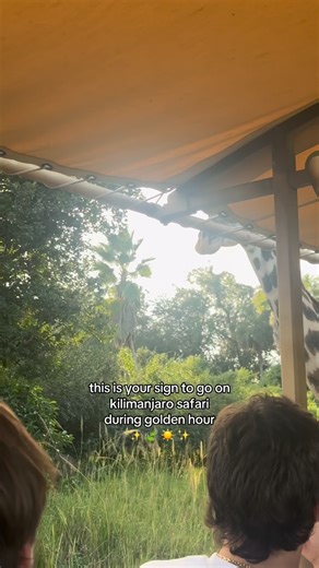 Golden hour safari’s are always the best 💛 📸: Kilimanjaro Safari 📍Animal Kingdom #disney #disneyworld #disneyparks #dak #animalkingdom #disneygram #kilimanjarosafari #safari #disneyconservation | Theme Park Girl