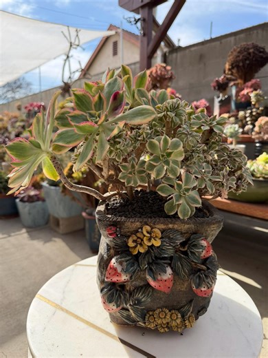 Aeonium Sunburst Crested Succulent Plant (7" Tall, 13" Wide) - Etsy