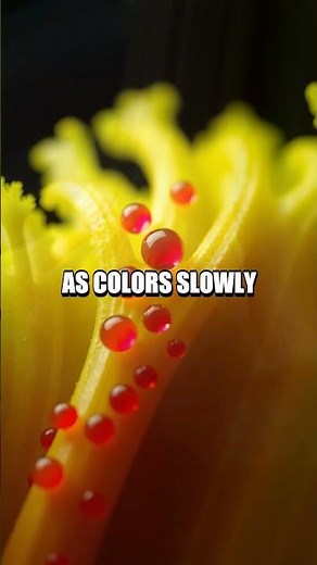 A Quiet Home Lab: Colorful Celery Capillary Challenge