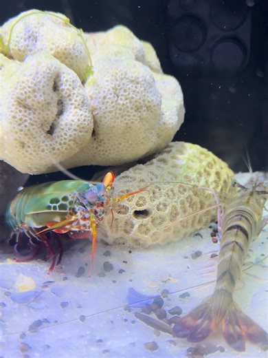 Mantis Strike នៅលើ TikTok