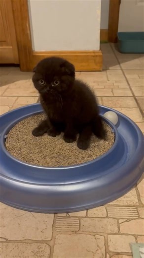 20K views · 570 reactions | Zipper our little Scottish Fold kitten...
