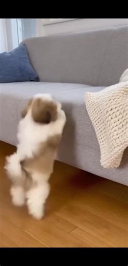 We are currently offering shih tzu puppies to loving families who can provide a safe, stable, and permanent home. These puppies are free to good homes, with the goal of ensuring they are placed with responsible and caring families who will love them for life. Puppy Details Age: 8 weeks Breed: shih tzu Sex: Males and females available Expected Adult Size: Miniature Shihtzu : 11–20 pounds (depending on parents) Build: Sturdy, compact, and well-proportioned with a distinctive beard and expressive e