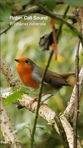 European Robin's Sweet Calling Sound #birds