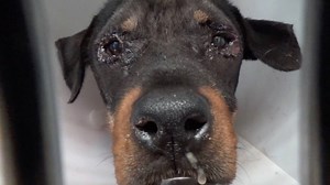 43K views · 5.9K reactions | ADOPTED - moved to SAFE Album on 06/04...