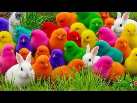 Mengabadikan Moment Hewan Lucu: Ayam Warna-Warni, Bebek & Kelinci