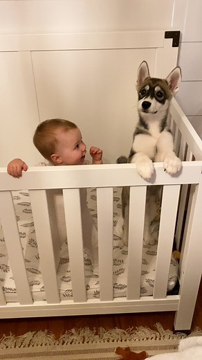 118M views · 726K reactions | Baby husky grows up with baby girl — and they have a language their parents don't even understand  | Soulmates | Facebook
