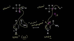 Biological redox reactions