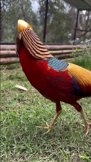 Have you ever seen a golden pheasant? 💛
