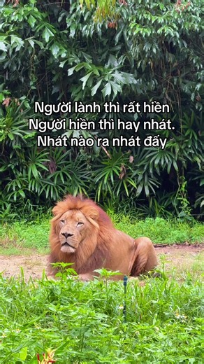 Đến với tour nhốt người thả thú tại Safari Phú Quốc và tận hưởng vạn khoảnh khắc rực rỡ, triệu niềm vui bất ngờ cũng Vinwonders #greencreator #wondermoments #vinpearlsafariphuquoc #tournhotnguoithathu #7EMENVYPX6