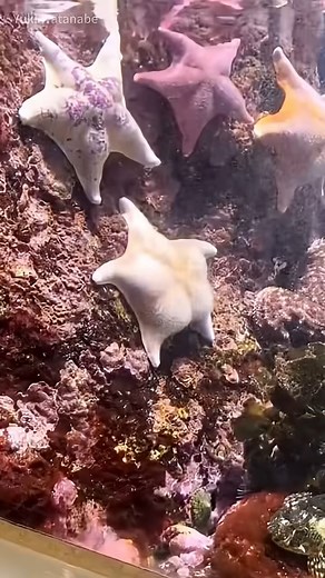 32K views · 323 reactions | Starfish #animal #cute #funny #starfish | Clips AI | Facebook