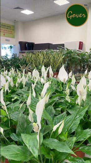Spathiphyllum - The Peace lily