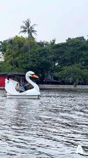 Ancolovers, masuk Ancol GRATIS lagi nih!⁣ ⁣ Untuk kamu yang mau rekreasi ke sini wajib banget nih cobain SwanPedal Boat 🥰⁣⁣ ⁣ Karena wahana air ini cocok banget untuk kamu cobain bareng Bestie, Pasangan atau Si Kecil 🤩⁣⁣⁣ ⁣⁣⁣ Wah, ini sih bakal jadi pengalaman baru seru, saat berekreasi ke Ancol ya 🥰⁣⁣ ⁣⁣ Harganya juga murah banget, lho!⁣⁣ Mulai 40rb/ Orang untuk waktu main 30Menit ya✨⁣ ⁣⁣⁣ Jam Operasional⁣⁣⁣ Weekend 09.00-18.00 WIB⁣⁣⁣ ⁣⁣ Penasaran?⁣⁣ ⁣⁣⁣ Yuk, cobain serunya main SwanPedal Bo