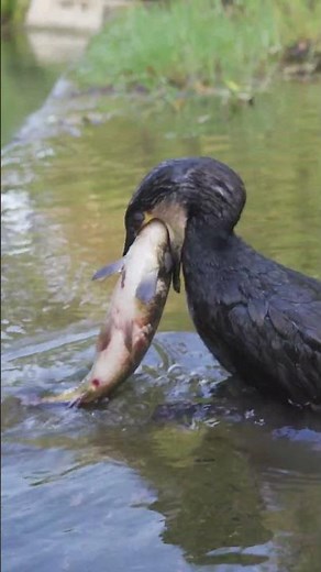 Amazing Scene Cormorant Caught and Swallowed a Giant Fish Alive