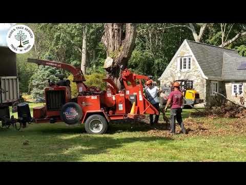 Professional Tree Removal | Safe & Reliable Service by Russ’s Tree Service