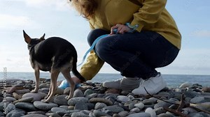 dog poop cleaning, dog owner on the beach picks up dog feces, walking a pet on the seashore