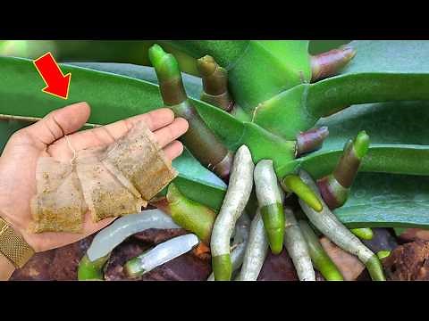 Just put it under the orchid! It will immediately bloom many new flowers all year round