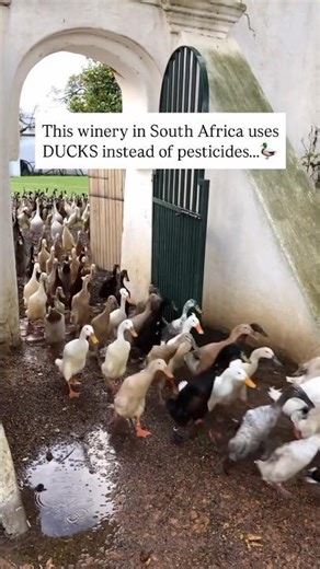 South Africa had a duck winery 🦆
