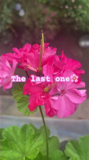 Different varieties of Geranium in our garden// Geranium Varieties/ Geranium Lover#geranium