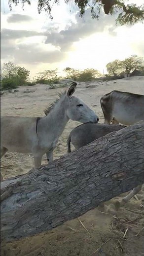 male donkey Mating