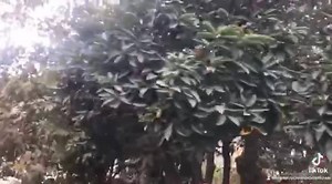 #ComedyChampion #CCS2 | Comedy Champion