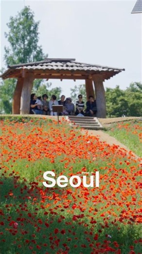 Poppy Fields in the Heart of Seoul