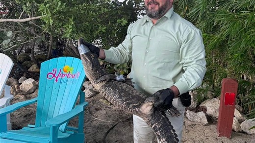 Week in Images: Golf course explosion, gator walks into a bar, turtle nests destroyed