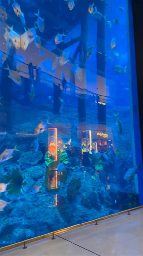 The Dubai Mall Aquarium / Explore Dubai | Welcome to Dubai